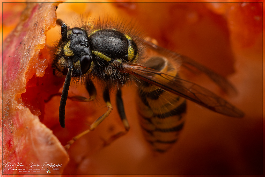 augustwasp_c_4k_1800-XL.jpg