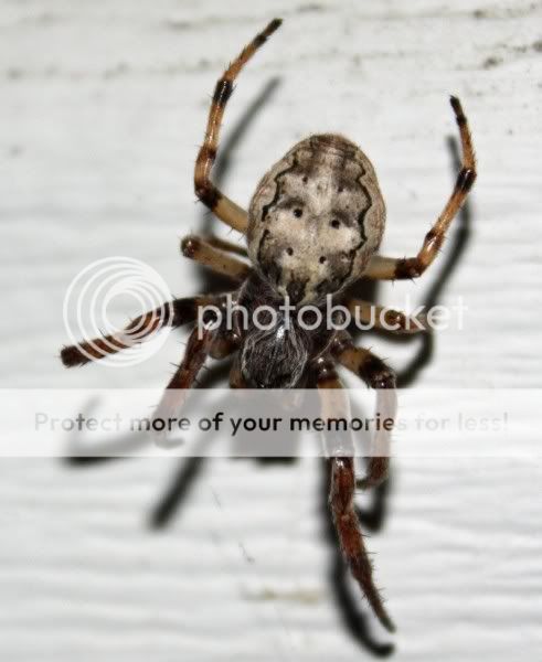 Spider491x600.jpg