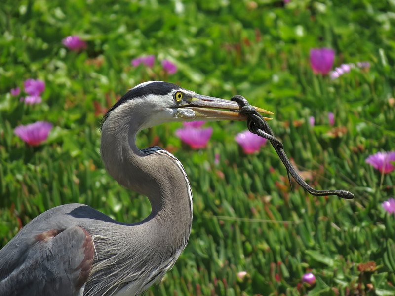 IMG_6536-L.jpg