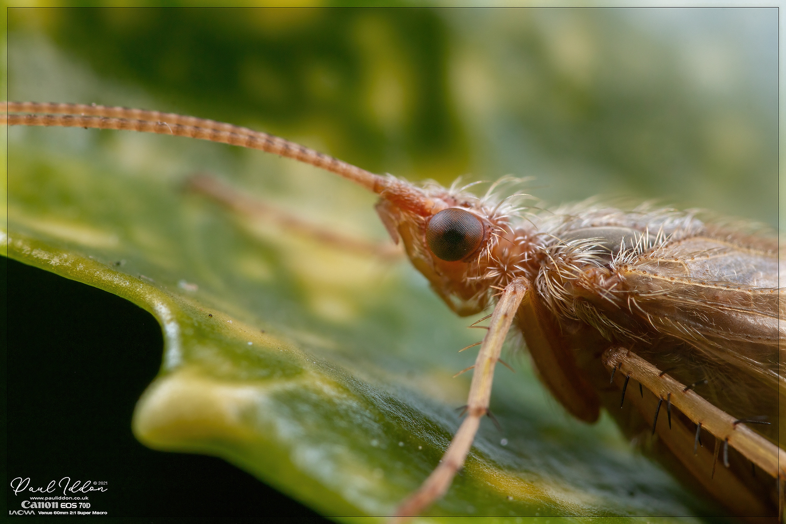 new_wing3_4k_1800-X3.jpg