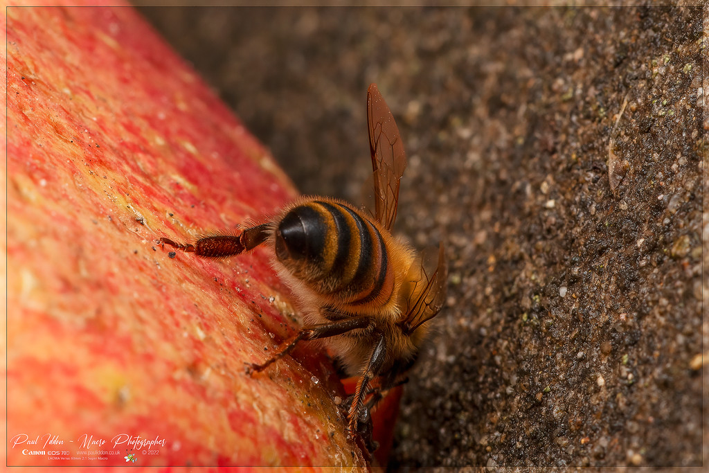 beeapple_d_4k_1800-XL.jpg