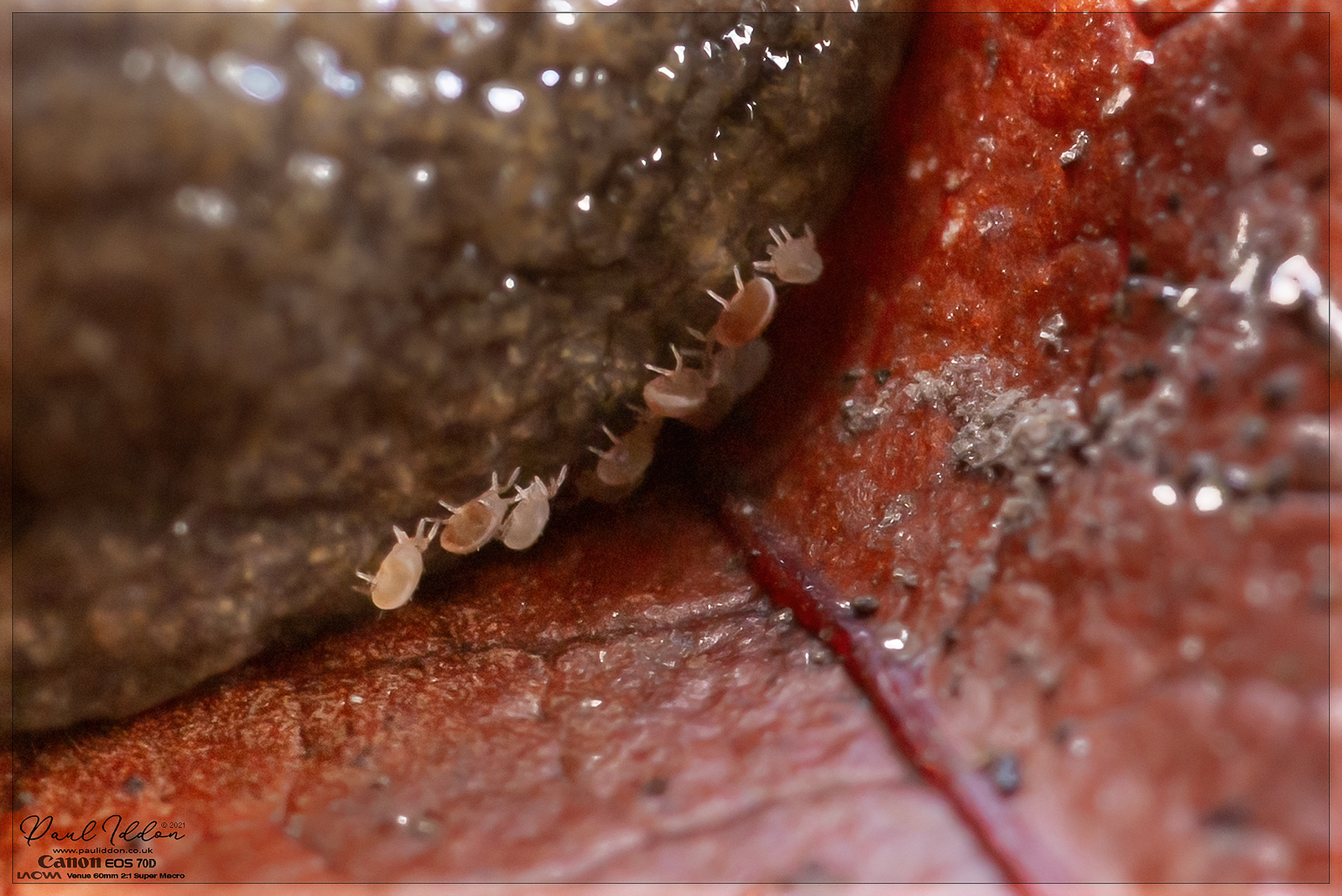 sluglife06_4k_1800-X3.jpg