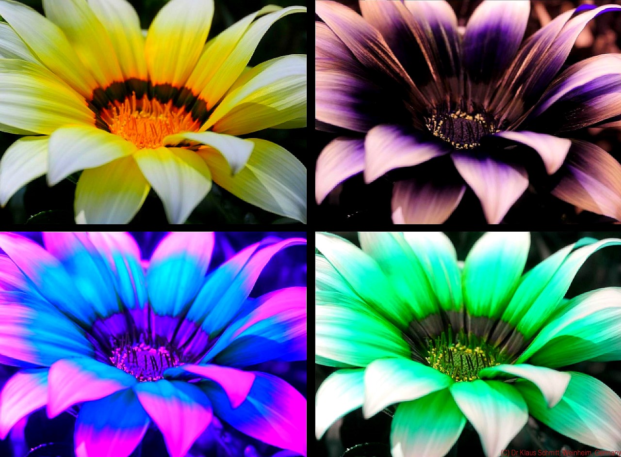 169281636.U9xDoiCF.Gazania2019_VISUVBVUV2_P1750969_c.jpg