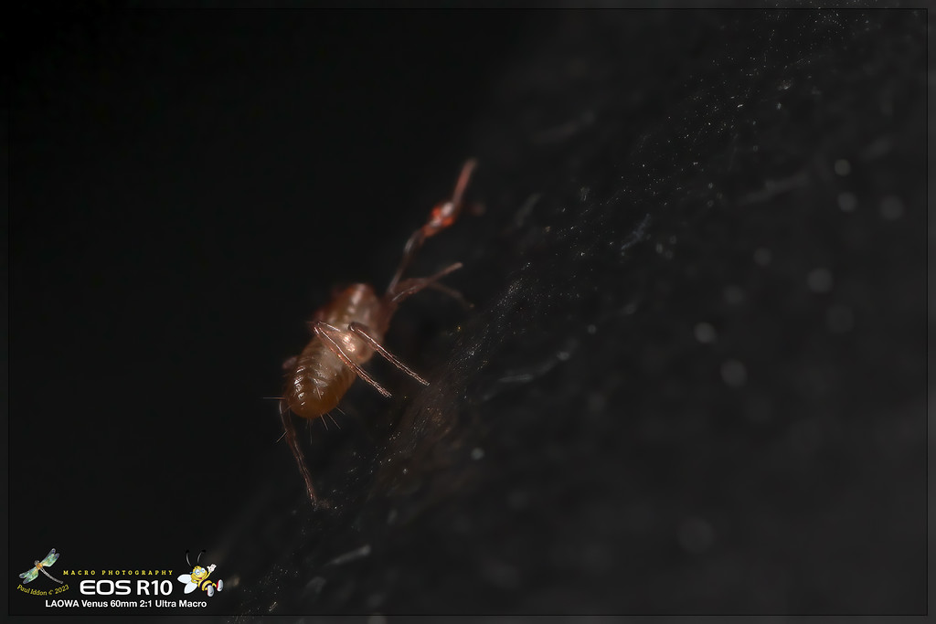 psuedoscorpion_c-XL.jpg