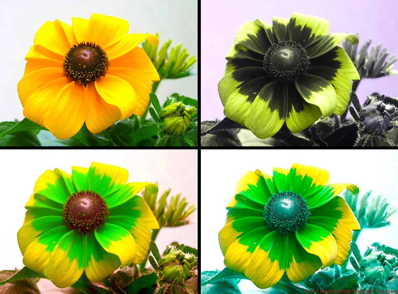 170846132.VKS0BSmP.Rudbeckiah_147a_c.jpg