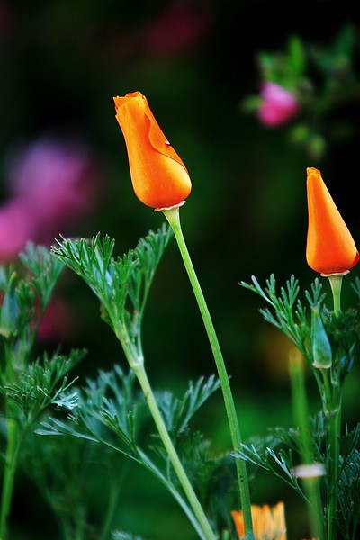413071889_kzsaq-L.jpg