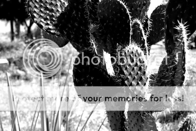 cactus.jpg