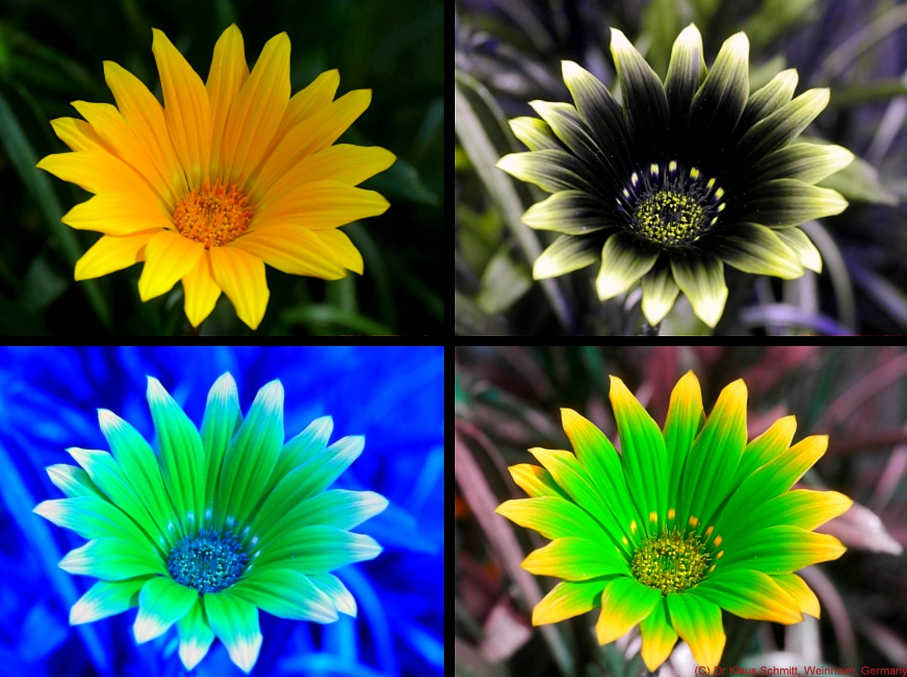 170723990.7QKHsc6f.Gazania2020VISUVBUBVP1790816_c.jpg