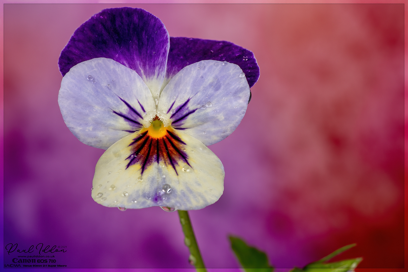 pansy_4k_1800-X3.jpg