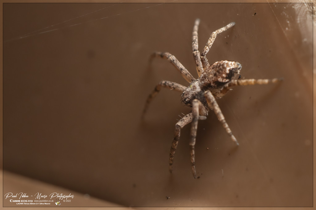 philodromus_sp_a_4k-XL.jpg