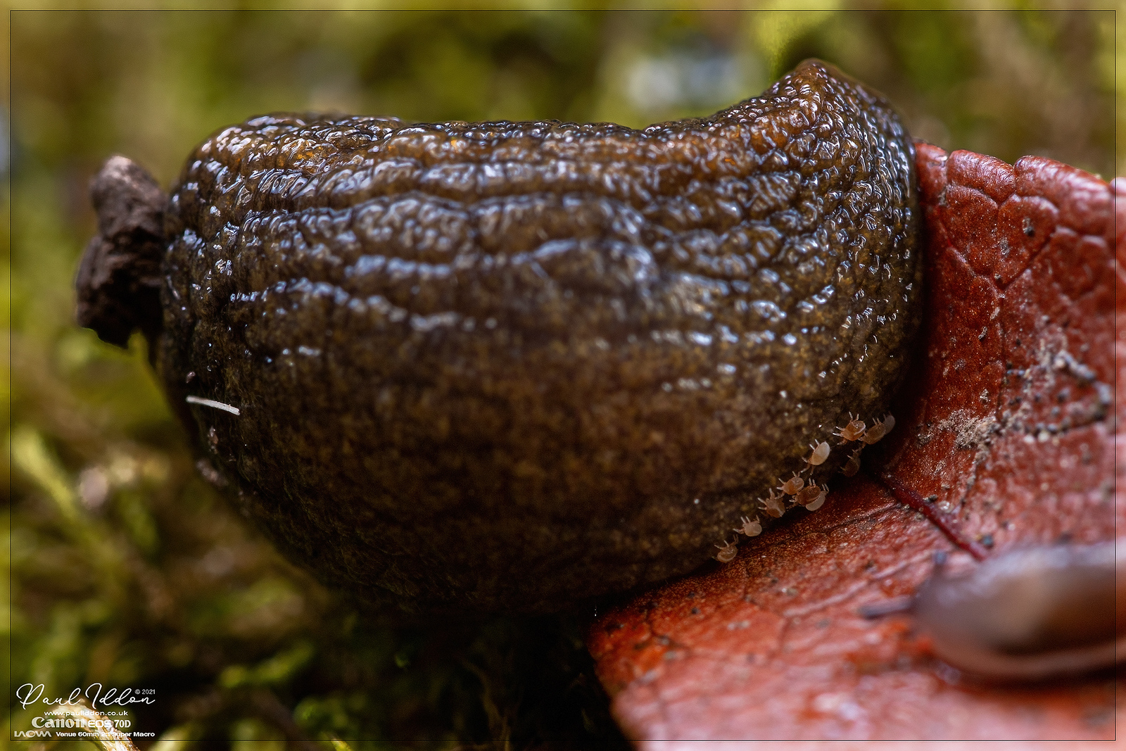 sluglife03_4k_1800-X3.jpg
