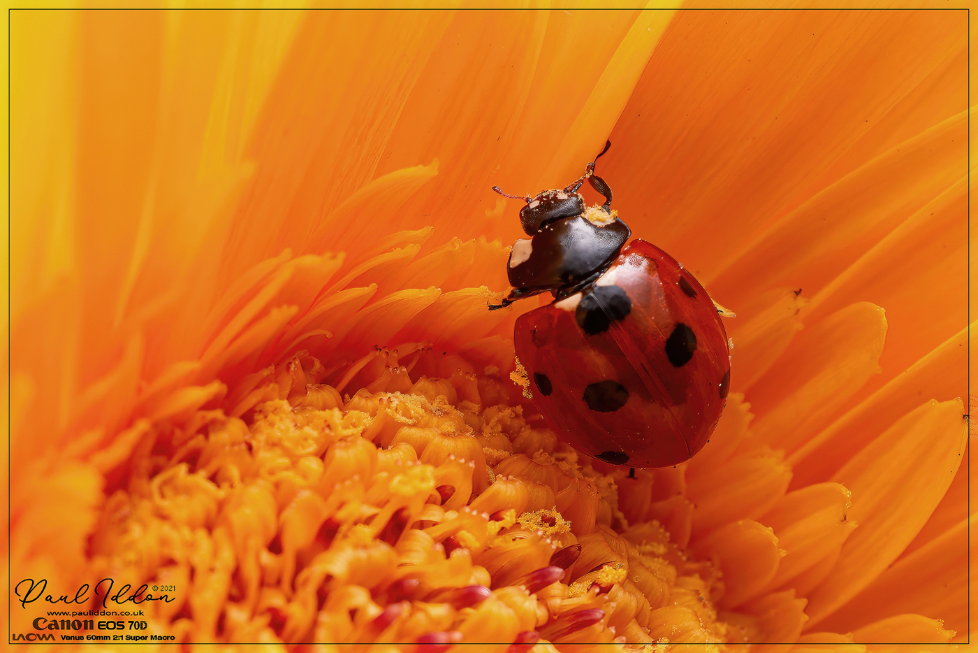 LB_Gerbera3_1400.jpg