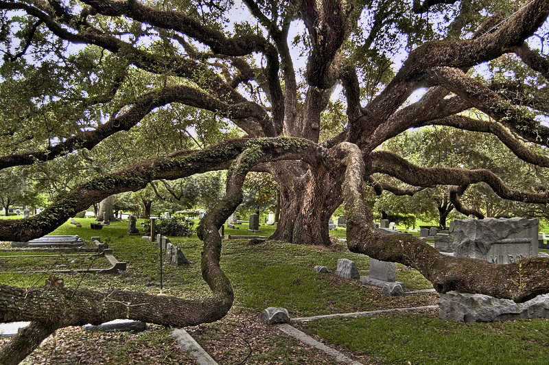 cemeterytree2_NC.jpg