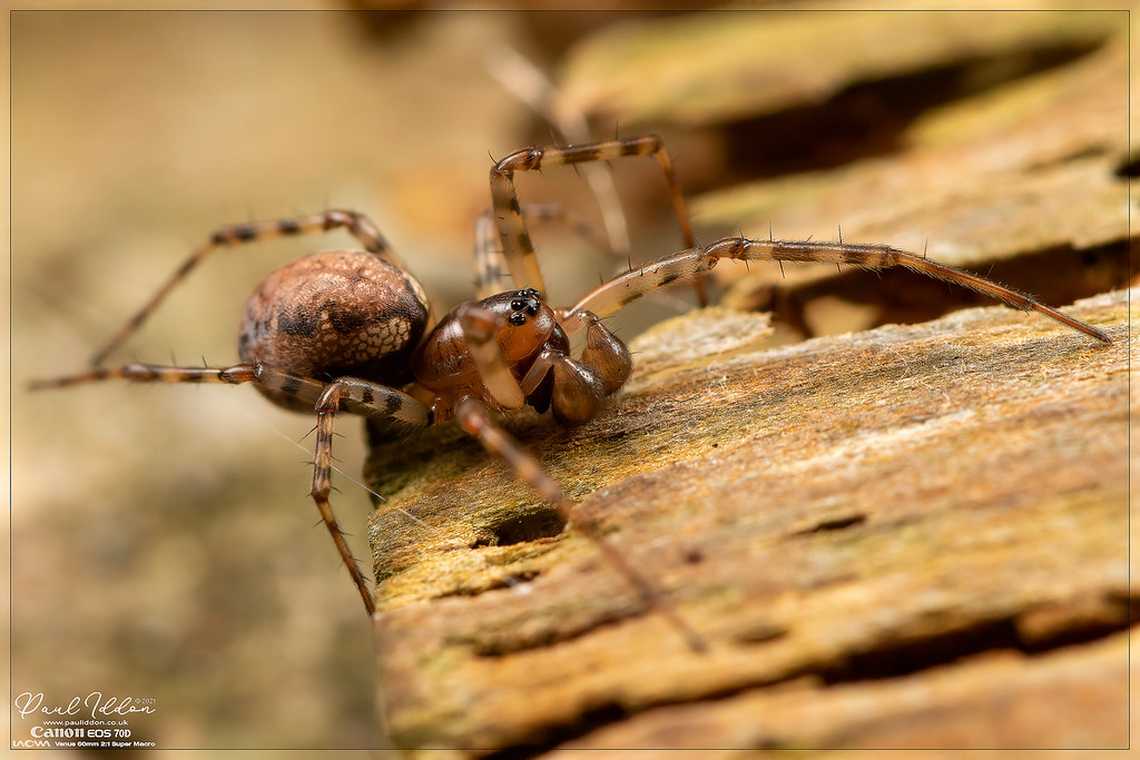 malespiderfence05_4k_1800-XL.jpg