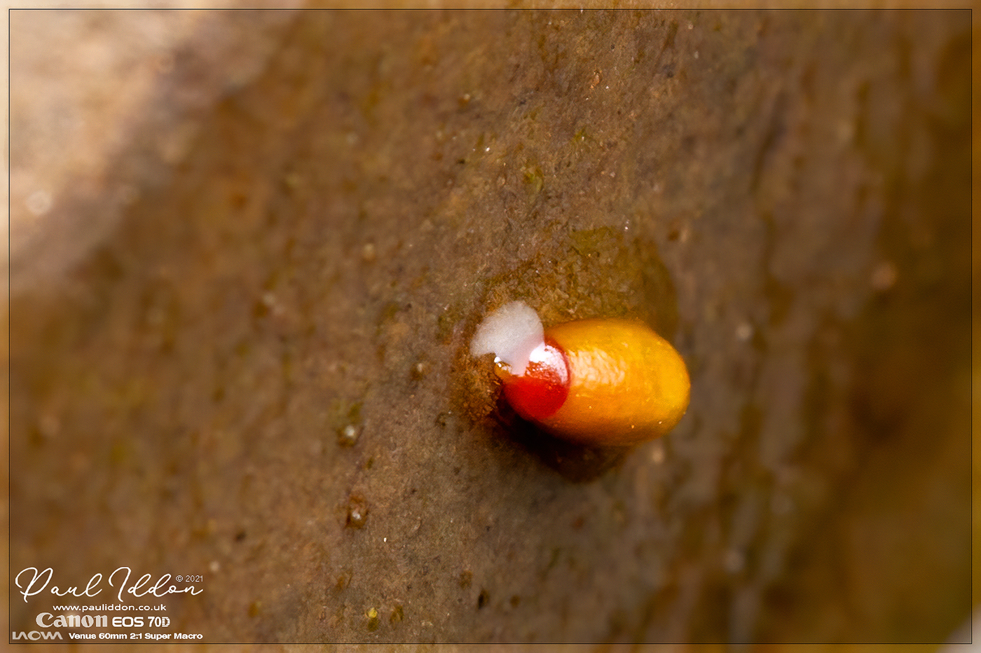 Pondlarva1400.jpg