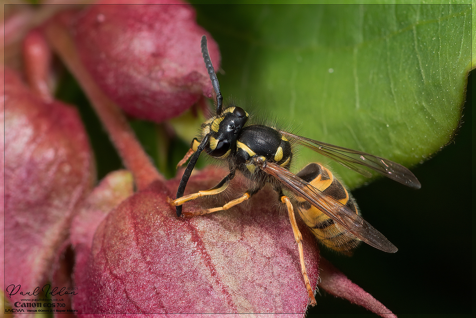 wasp_lyc_02_4k_1800-X3.jpg
