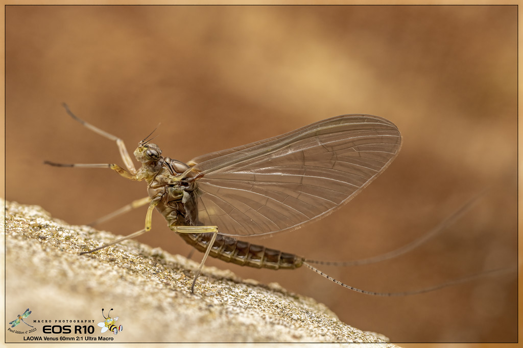 cloeon_dipterum_mayfly_a-XL.jpg