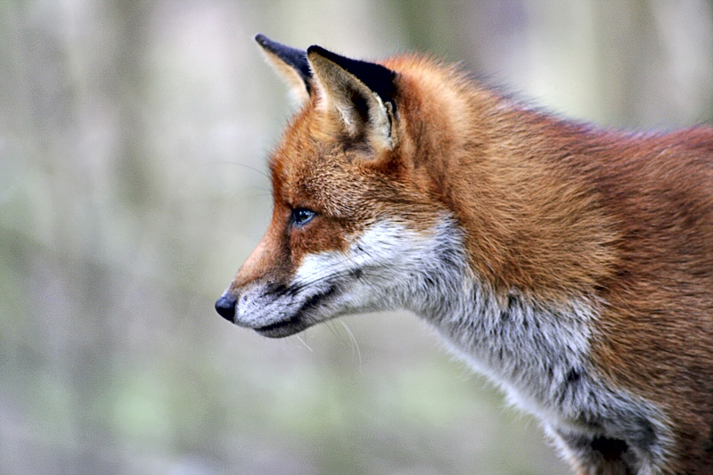 Fox_4_NC.jpg