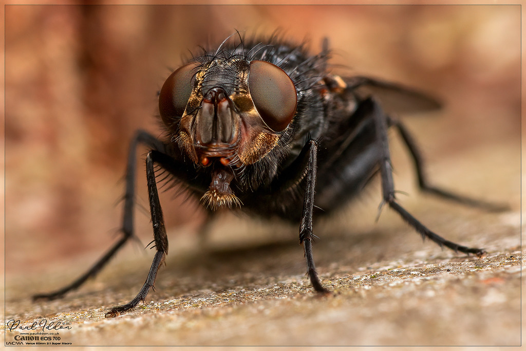 flyeye1_2_4k_1800-XL.jpg