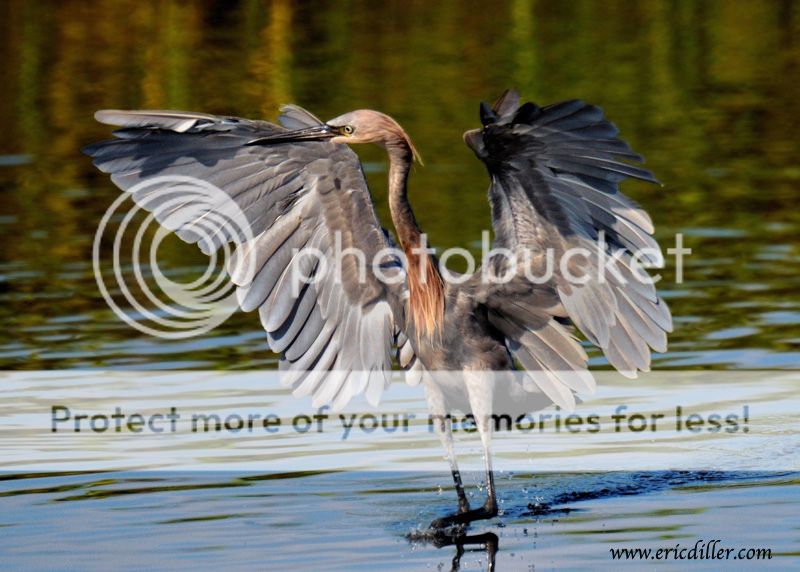 PIC_8771copy.jpg
