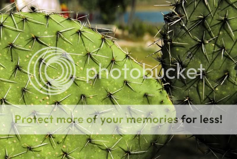 cactuscolor.jpg