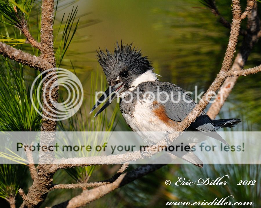 _ECD6773nxcopy900.jpg