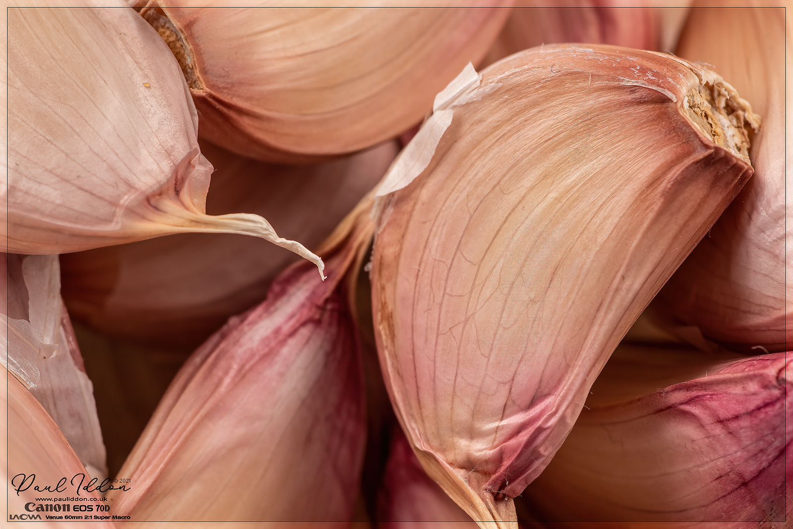garlic_4k_1800-X3.jpg