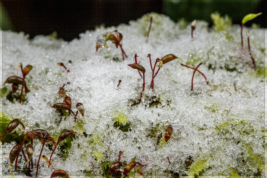 icyheads3_4k_1800-XL.jpg