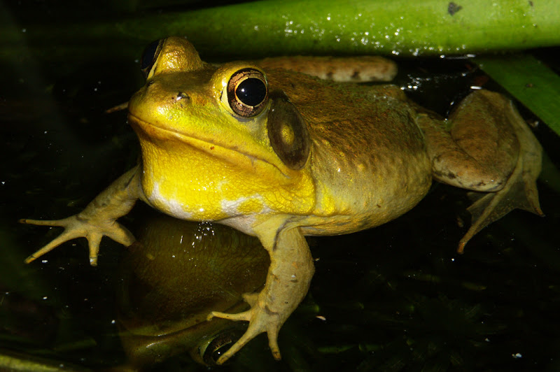 bronz%20frog.jpg