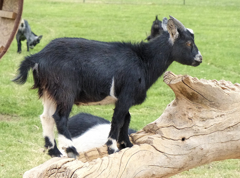 Goats_P04200-01-C1-S800.jpg