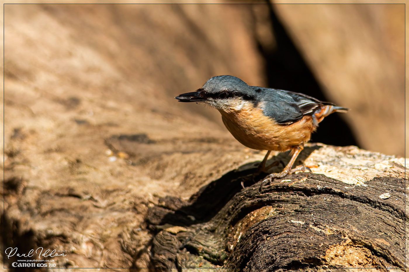 nuthatch.jpg