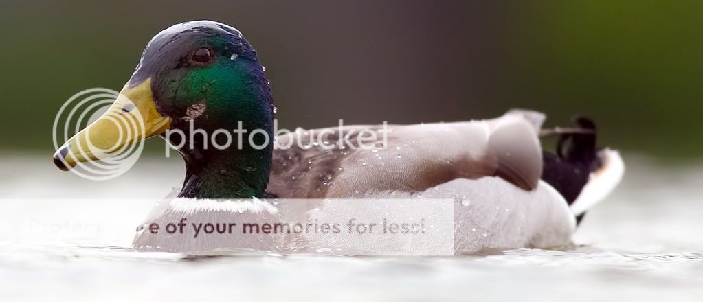 Ducks2.jpg