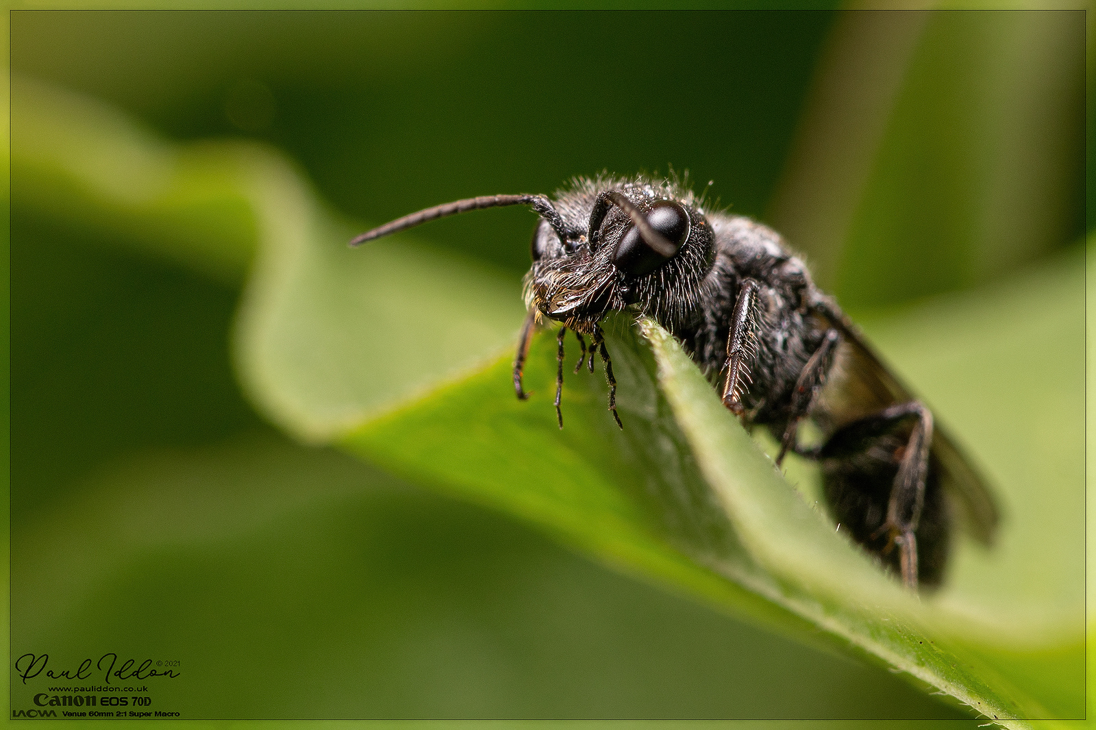 winged05_4k_1800-X3.jpg