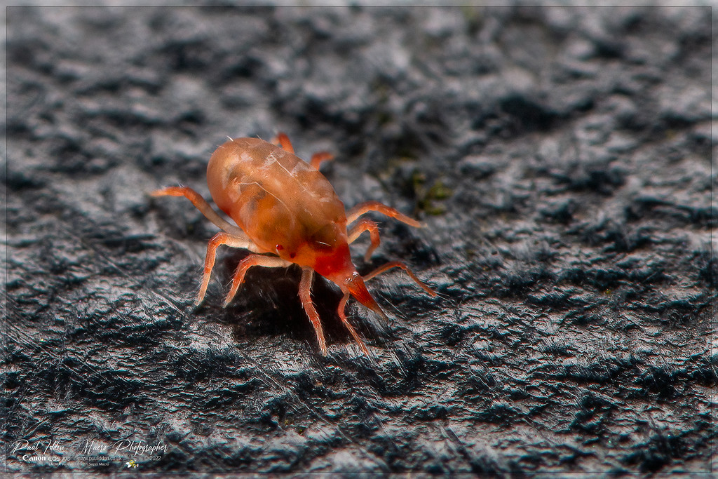 mite_a_4k_1800-XL.jpg