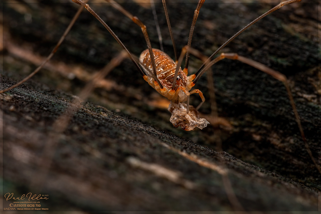 eating_opi3_4k_1800-X2.jpg