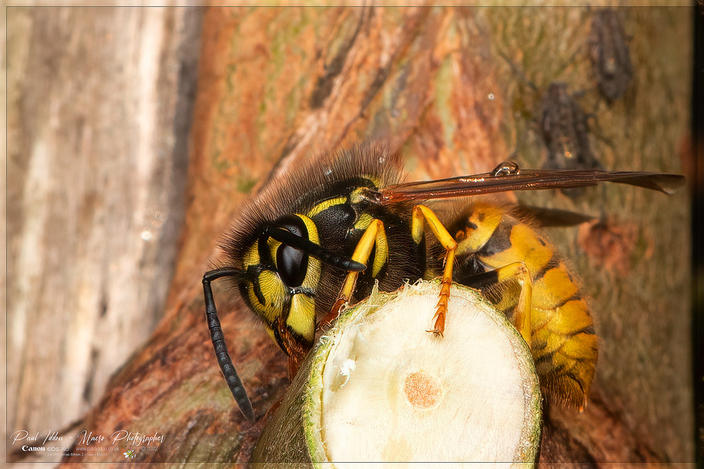 wasp1_c_4k_1800-XL.jpg