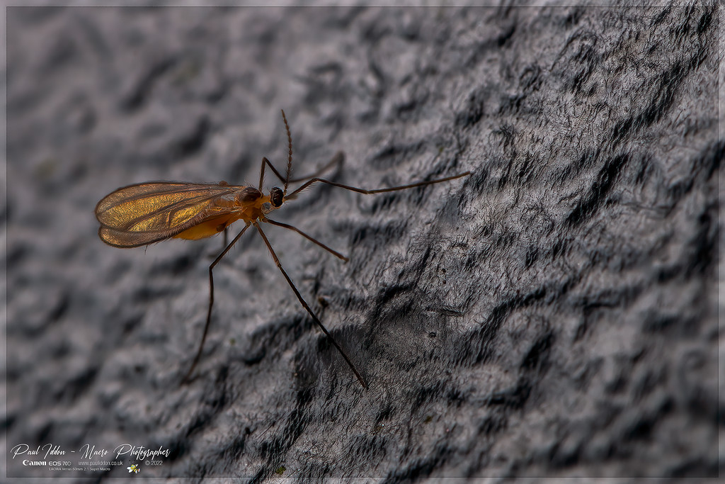 fungus_gnat_a_4k_1800-XL.jpg