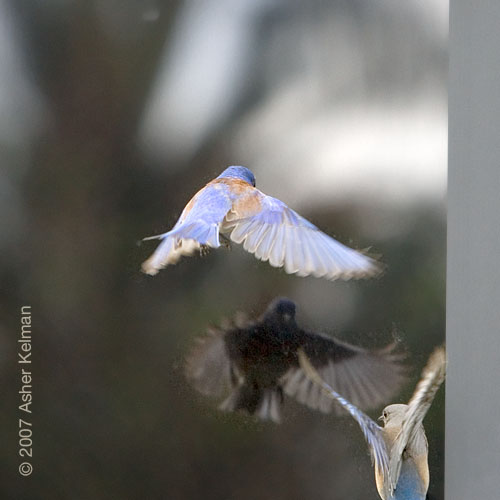BlueJay3_I6E2284.jpg