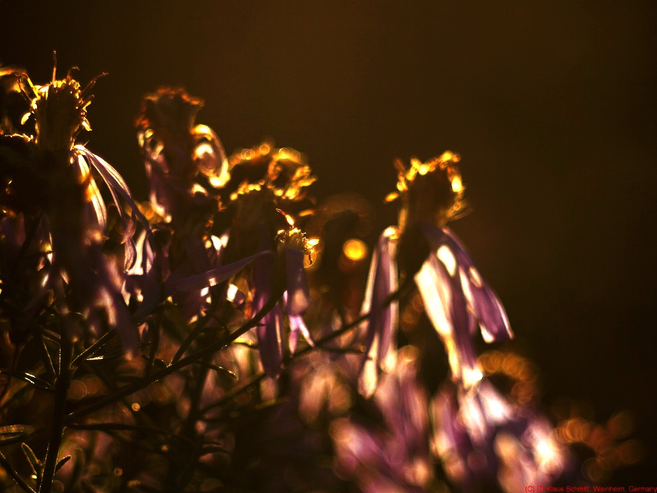 15506335555_060d9f8e08_o.jpg