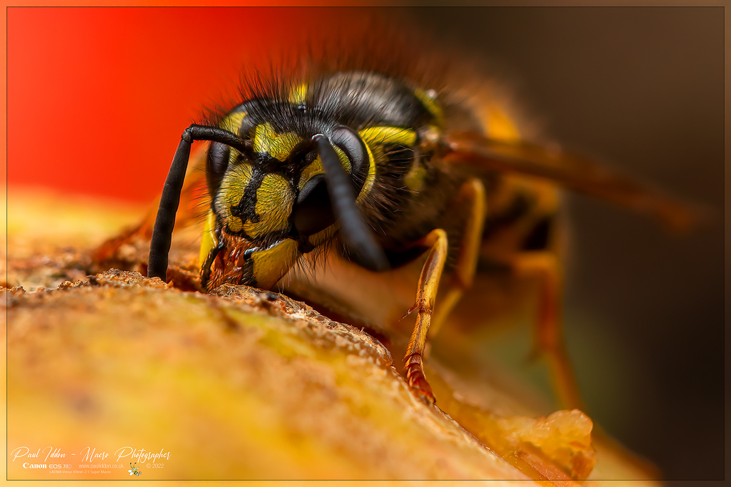 _eating_wasp_b_4k_1800-XL.jpg