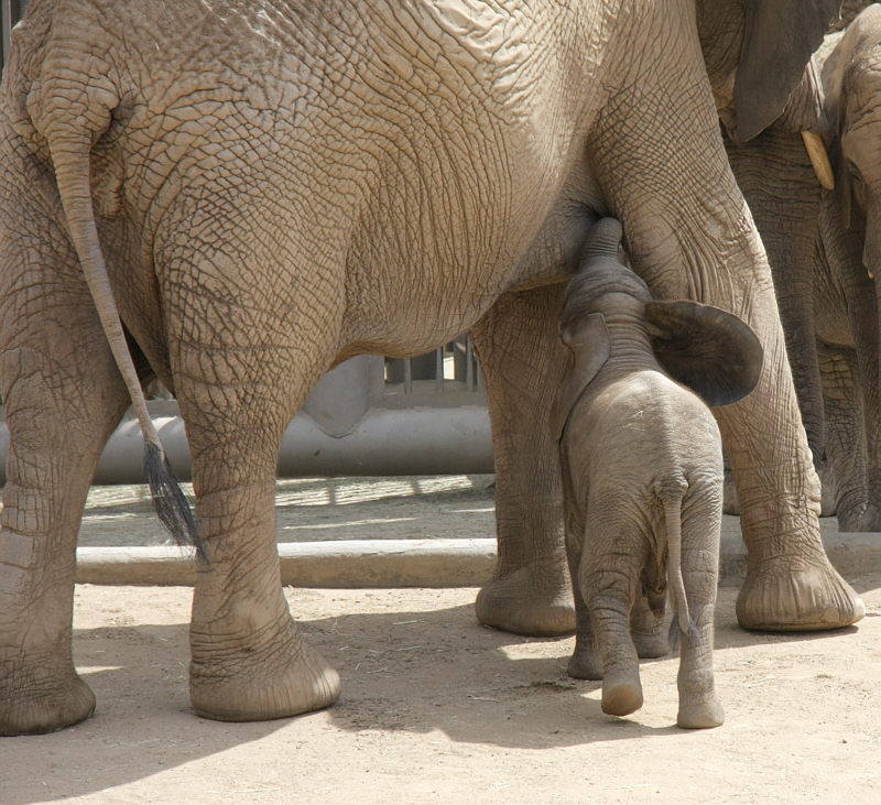 Elephants_F19748R.jpg