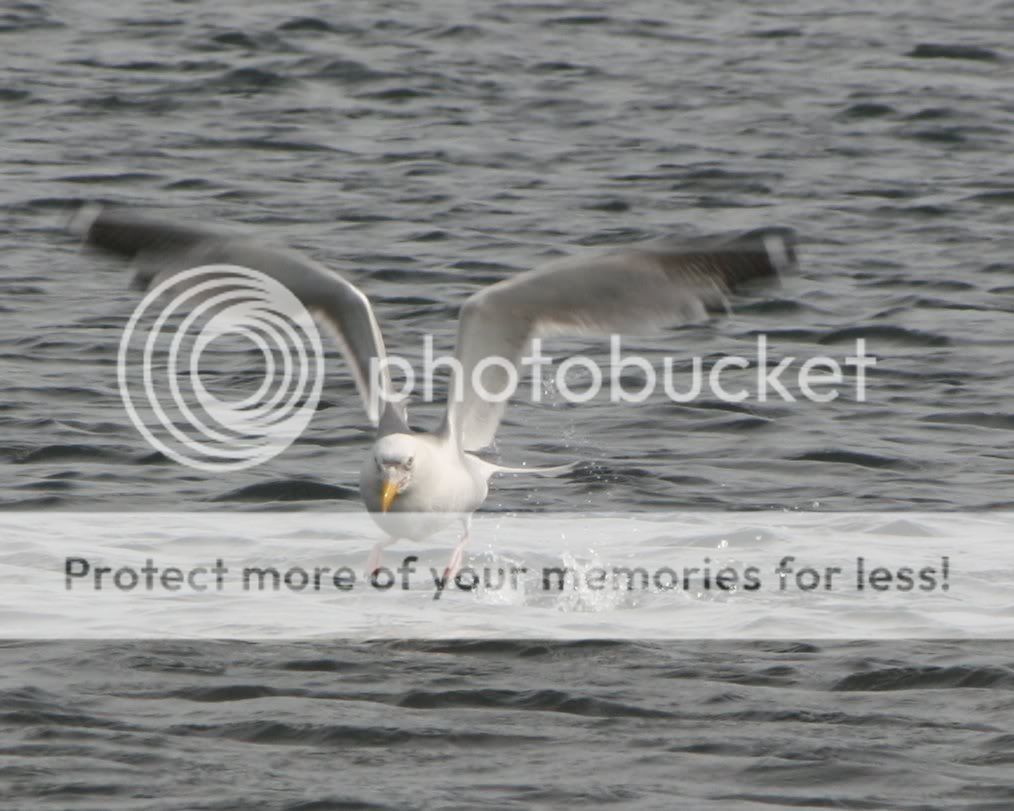 gullgood.jpg