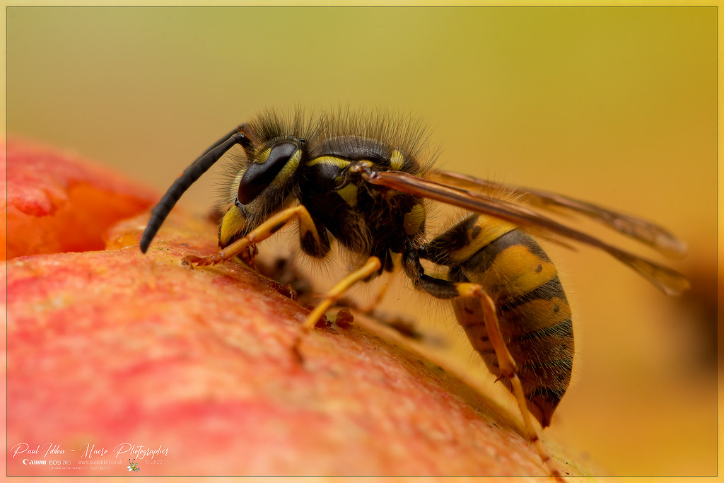 latest_wasp_c_4k_1800-XL.jpg