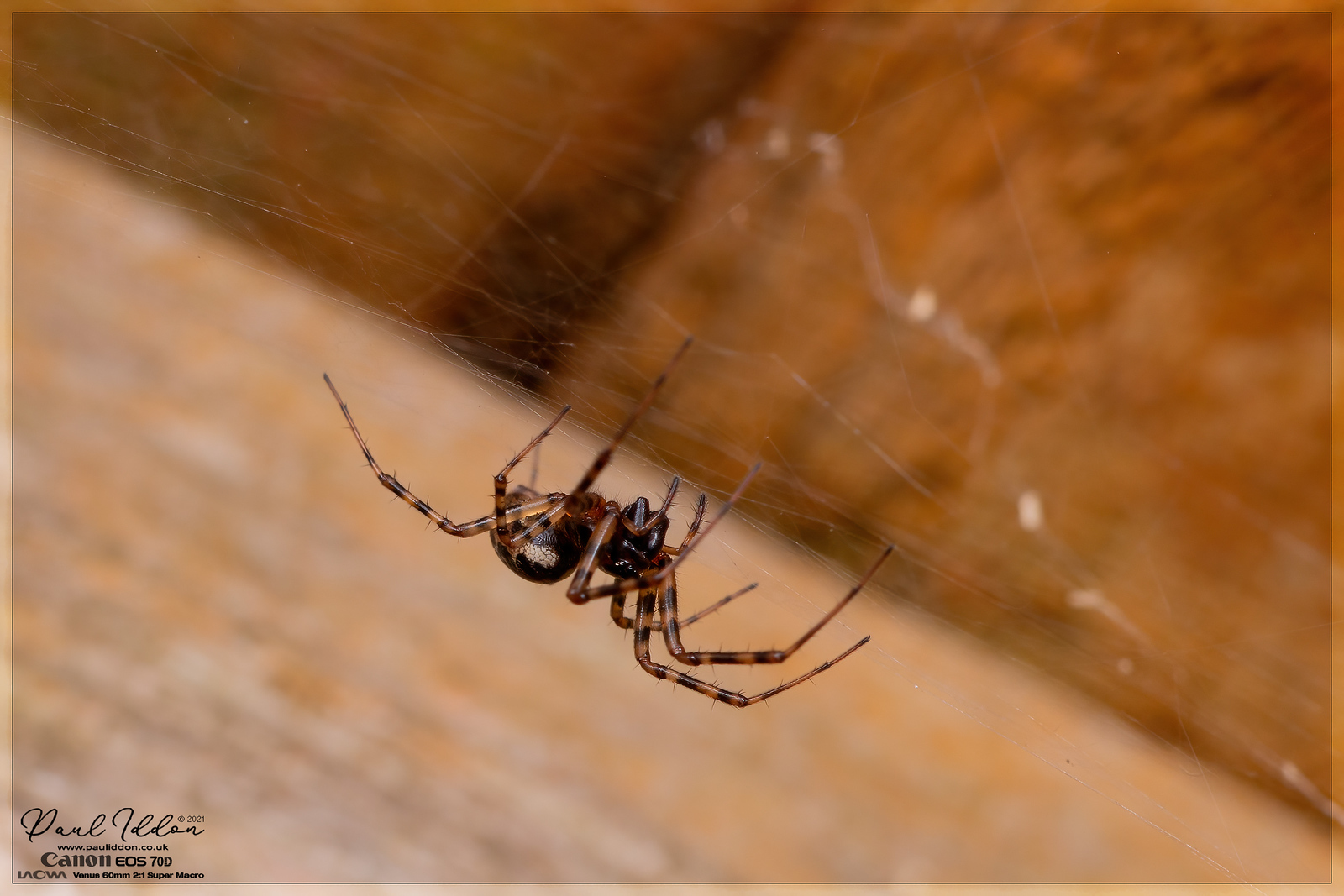a_spider_01_1400-X3.jpg