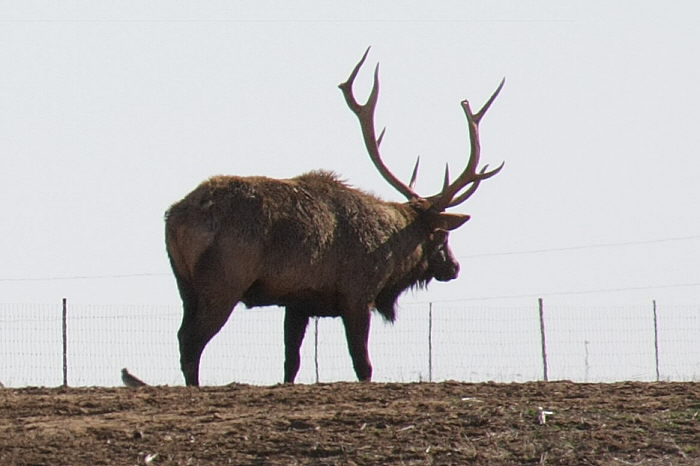 Elk_F30871-01-S700.jpg