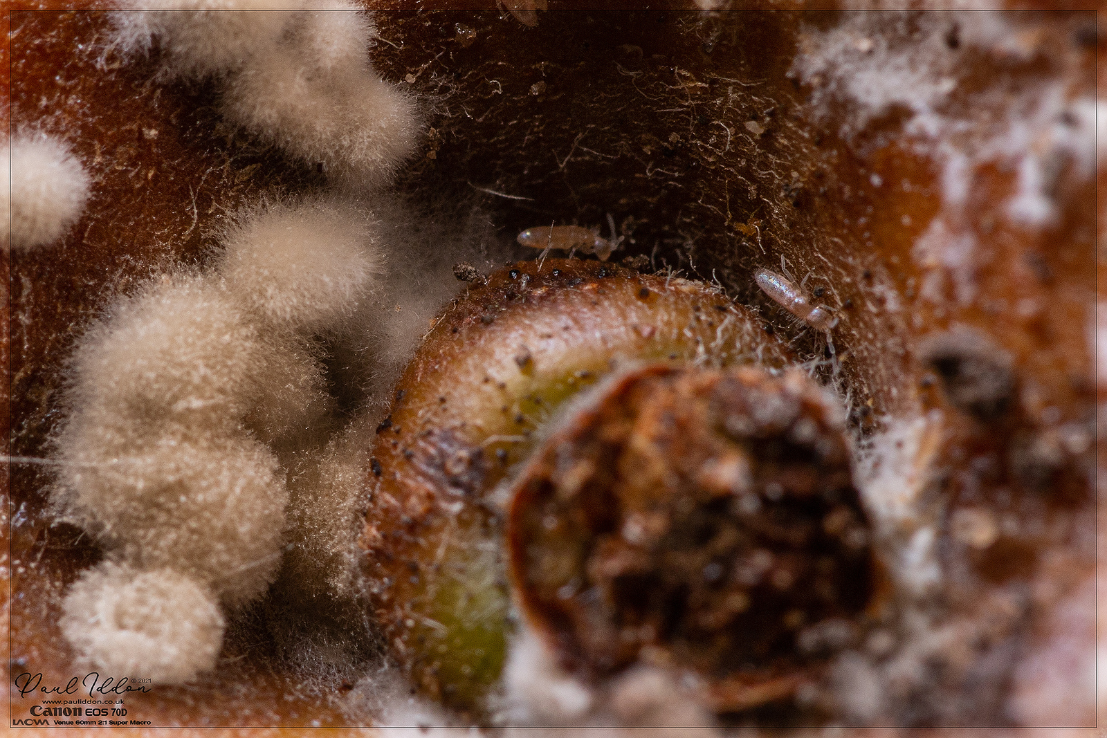 apple01_4k_1800-X3.jpg