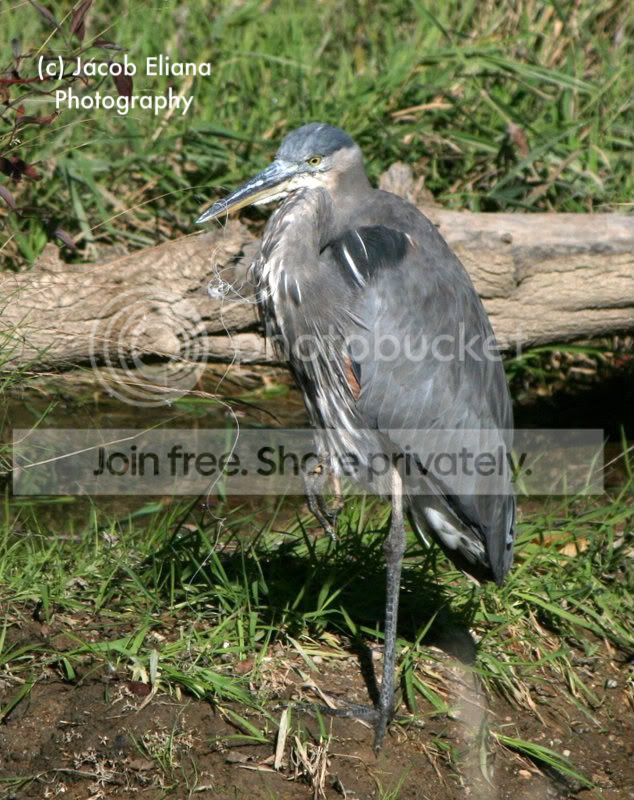 heron1.jpg