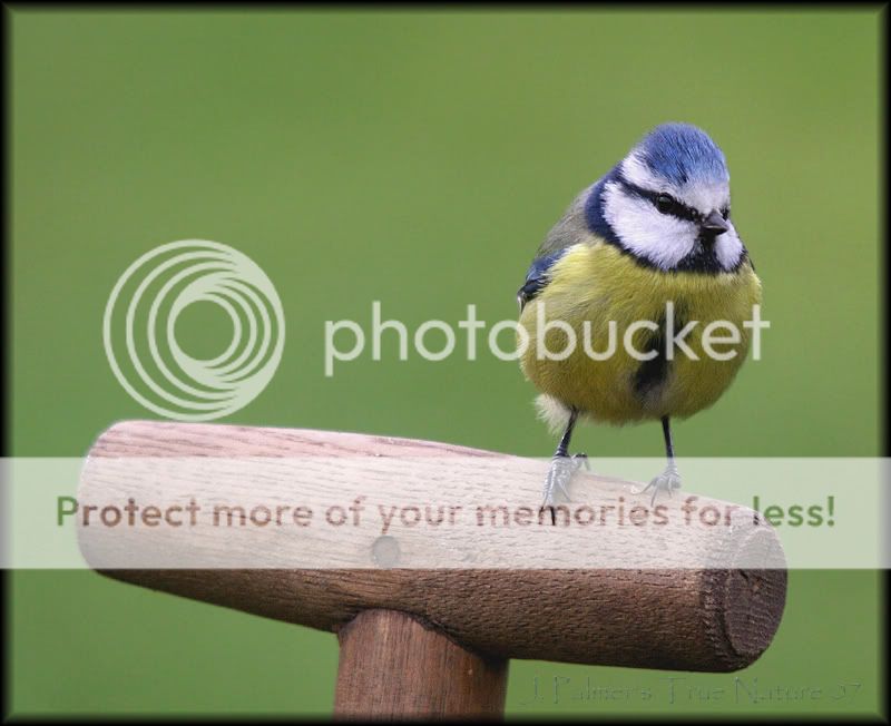 bluetit4copy-1.jpg
