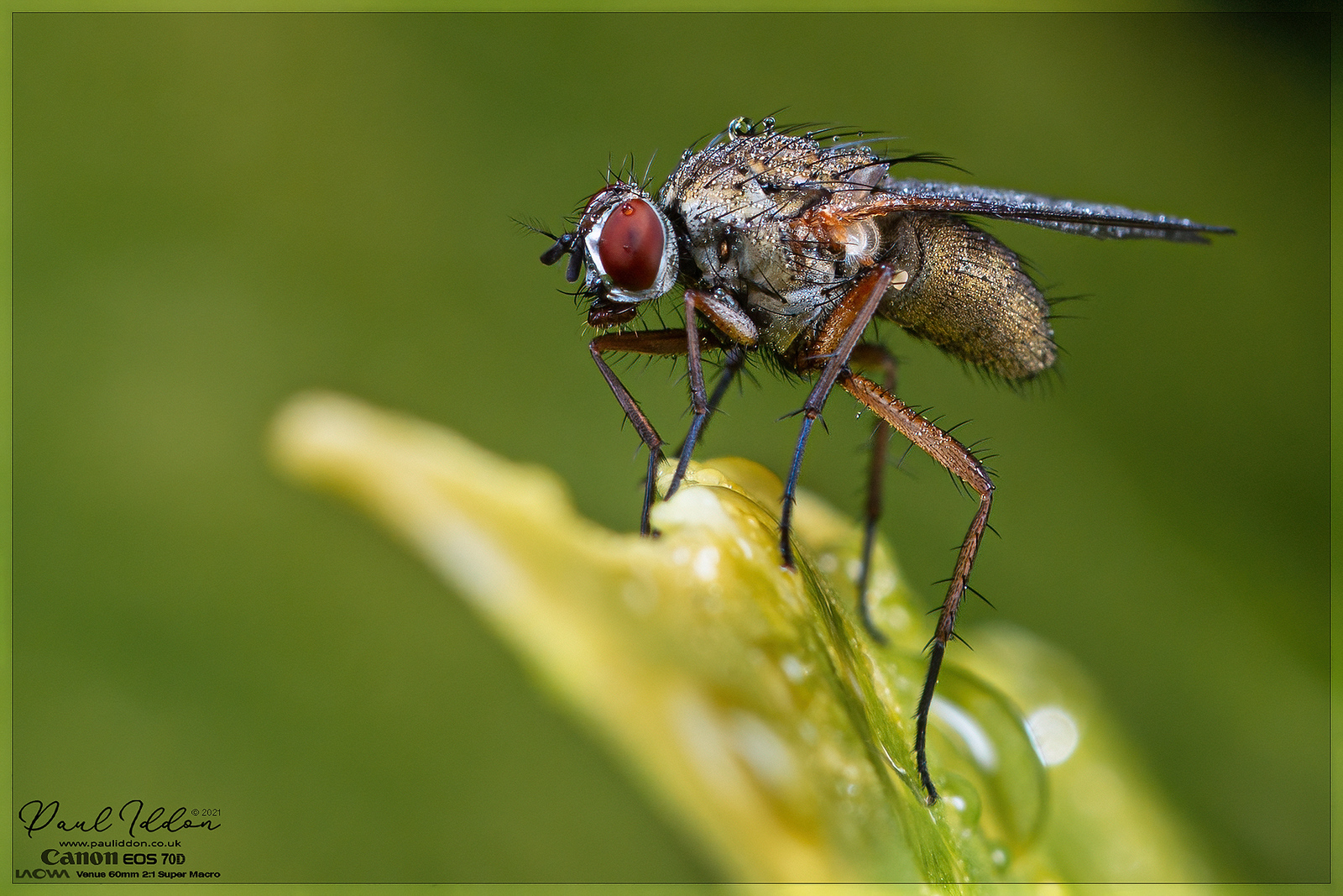 wetfly01_4k_1800-X3.jpg