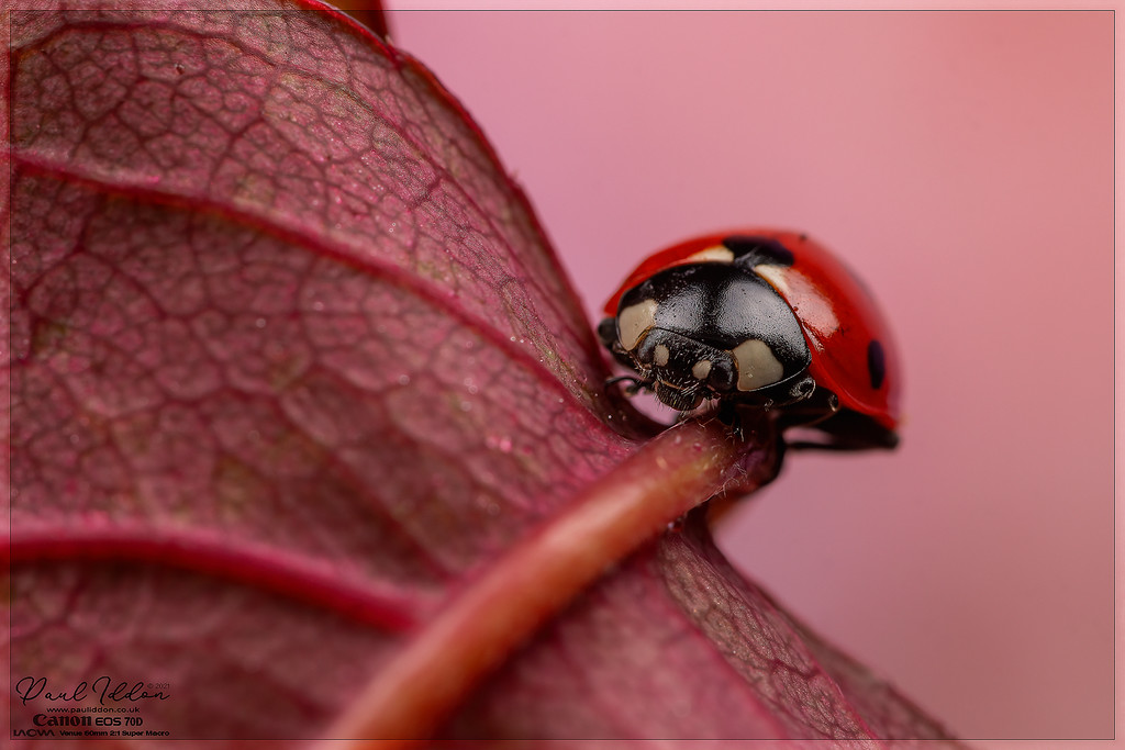 leaf_lady03_4k_1800-XL.jpg